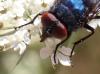 Protocalliphora sp.